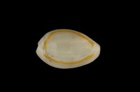 藏品(金環寶螺)的圖片